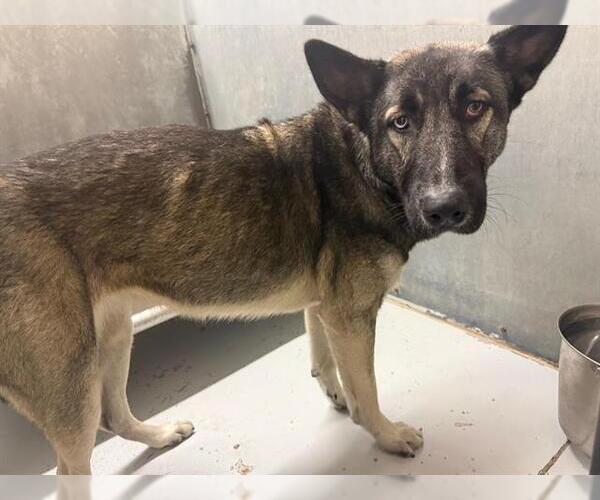 Medium Photo #1 Siberian Husky-Unknown Mix Puppy For Sale in Conroe, TX, USA