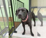 Small American Pit Bull Terrier-Labrador Retriever Mix
