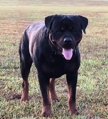 Father of the Rottweiler puppies born on 10/17/2018