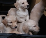 Small Photo #8 Golden Retriever Puppy For Sale in CITRUS HEIGHTS, CA, USA