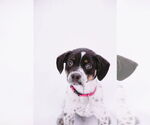 Small Photo #8 Mutt Puppy For Sale in Princeton, MN, USA