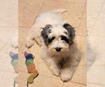Small YorkiePoo