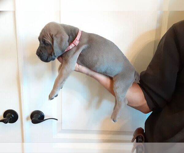Full screen Photo #2 Cane Corso Puppy For Sale in APPLE VALLEY, CA, USA