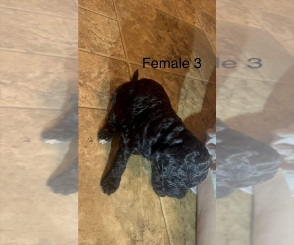 Medium Photo #3 Goldendoodle Puppy For Sale in SPARTANBURG, SC, USA