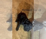 Small #2 Goldendoodle