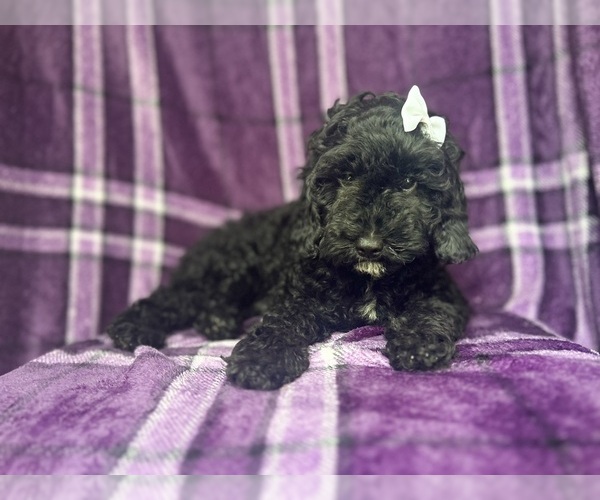 Medium Photo #7 Cock-A-Poo Puppy For Sale in LAKELAND, FL, USA