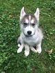 Small Photo #5 Siberian Husky Puppy For Sale in CHICAGO, IL, USA