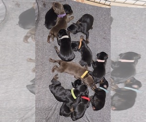 Doberman Pinscher Litter for sale in WHEELING, IL, USA