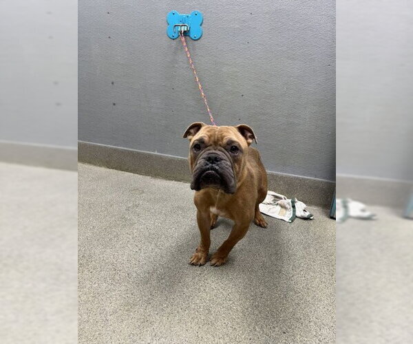 Medium Photo #1 Bulldog-Unknown Mix Puppy For Sale in Las Vegas, NV, USA