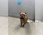 *BRUCE - Male Bulldog-Unknown Mix Dog for Adoption - Small photo