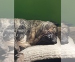 Small #5 Cane Corso