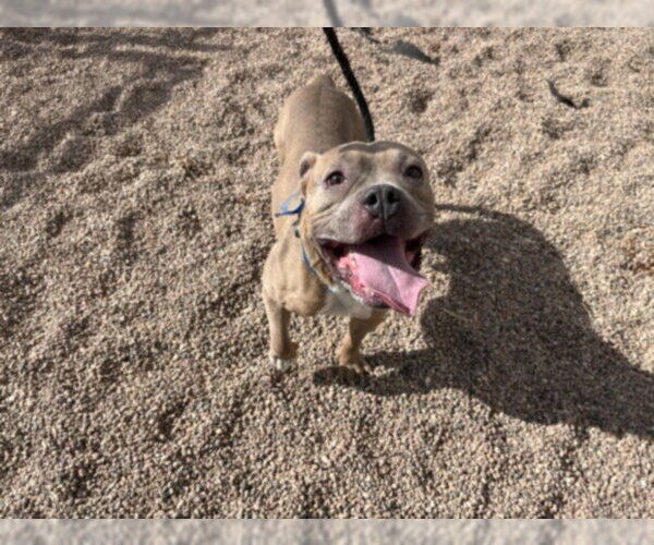 Medium Photo #1 American Bulldog-Unknown Mix Puppy For Sale in Fort Collins, CO, USA