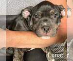 Small #1 American Bully