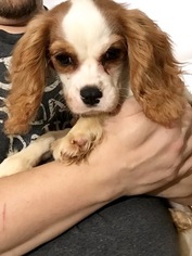 Cavalier King Charles Spaniel Puppy for sale in CLATSKANIE, OR, USA