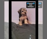 Sawyer - Male Yorkipoo Puppy for Sale - Photo #2