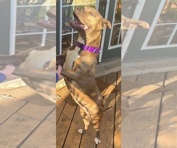 Medium Photo #2 American Pit Bull Terrier-Unknown Mix Puppy For Sale in Crete, IL, USA