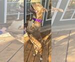 Small #1 American Pit Bull Terrier Mix