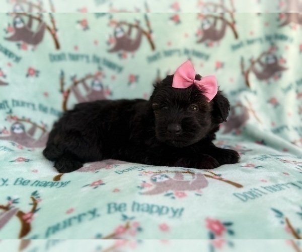 Medium Photo #4 Aussiedoodle Miniature  Puppy For Sale in LAKELAND, FL, USA
