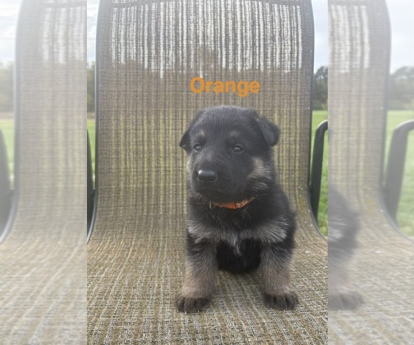 Medium Photo #1 German Shepherd Dog Puppy For Sale in SUMPTER TWP, MI, USA