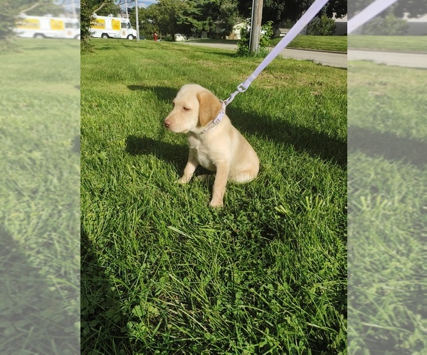 Medium Photo #1 Labrador Retriever Puppy For Sale in DODGEVILLE, WI, USA