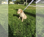 Image preview for Ad Listing. Nickname: Lavender collar