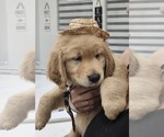 Small #5 Golden Retriever