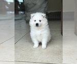 Small Photo #4 American Eskimo Dog Puppy For Sale in MERRITT IS, FL, USA