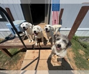 Great Pyrenees-Labradoodle Mix Litter for sale in BONHAM, TX, USA