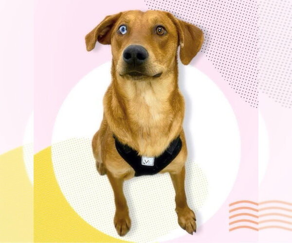 Medium Photo #2 Catahoula Leopard Dog-Labrador Retriever Mix Puppy For Sale in Alexander, AR, USA