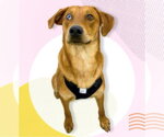 Small #1 Catahoula Leopard Dog-Labrador Retriever Mix