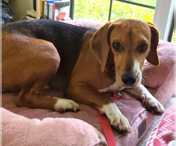 Medium Photo #12 Beagle Puppy For Sale in Dunnellon, FL, USA