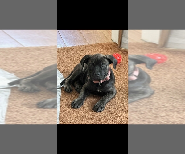 Medium Photo #1 American Bully-Cane Corso Mix Puppy For Sale in JACKSON, MI, USA