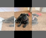 Small American Bully-Cane Corso Mix