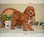 Small #3 Goldendoodle (Miniature)