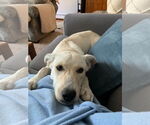 Small #2 Carolina Dog Mix