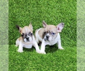 French Bulldog Puppy for sale in SAN FRANCISCO, CA, USA
