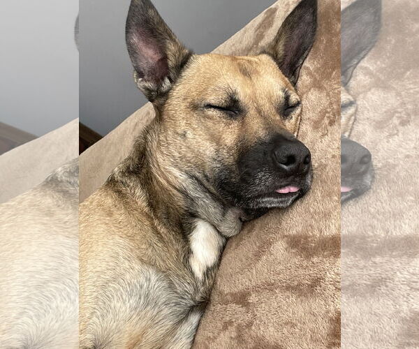 Medium Photo #2 Mutt Puppy For Sale in Rockaway, NJ, USA