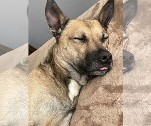 XP Bix - Male Mutt Dog for Adoption - Photo #2