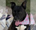 Small #1 American Staffordshire Terrier Mix