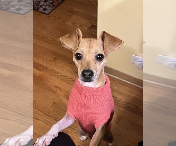 Medium Photo #9 Cheagle Puppy For Sale in EVERGREEN PARK, IL, USA