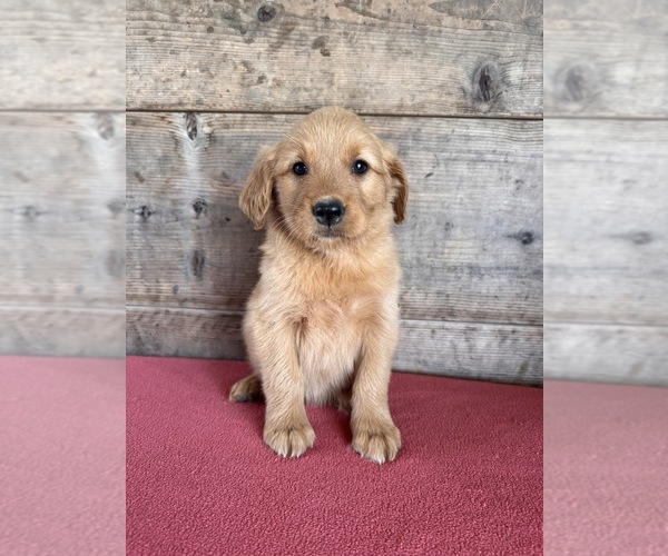 Medium Photo #5 Golden Retriever Puppy For Sale in VERMONTVILLE, MI, USA