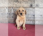 Small #4 Golden Retriever