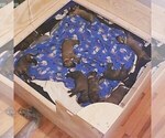 Small Photo #8 Irish Wolfhound Puppy For Sale in ANN ARBOR, MI, USA