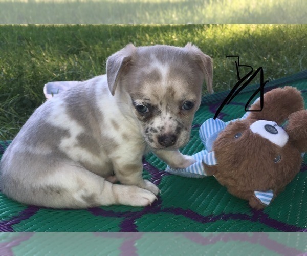 Medium Photo #7 French Bullhuahua Puppy For Sale in YPSILANTI, MI, USA