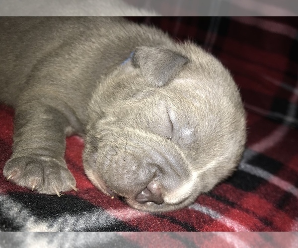 Medium Photo #2 American Bully Puppy For Sale in MILLVILLE, NJ, USA