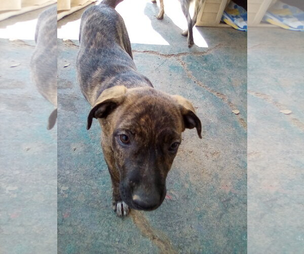 Medium Photo #5 Mutt Puppy For Sale in Apple Valley, CA, USA