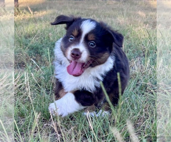 Medium Photo #3 Miniature American Shepherd Puppy For Sale in CANTON, TX, USA