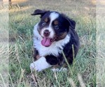 Small #2 Miniature American Shepherd