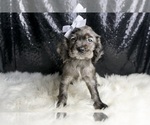 Small Photo #45 Cocker Spaniel Puppy For Sale in WARSAW, IN, USA