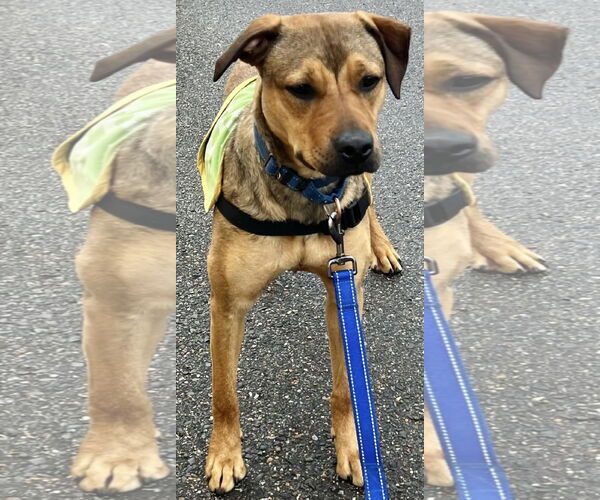 Medium Photo #8 Labrador Retriever-Unknown Mix Puppy For Sale in Munford, TN, USA
